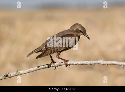 Spotless Starling - Sturnus unicolor Stock Photo