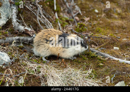 Norway lemming (Lemmus lemmus) near its burrow on the tundra, Jotunheimen mountains, Norway Stock Photo