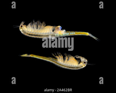 A Fairy Shrimp - Branchipus schaefferi female-top male-bottom Stock Photo