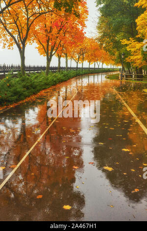 Wet from the rain, the playground in the park is covered with yellow poplar leaves and reflections of dark trunks on a rainy autumn cloudy day. Stock Photo