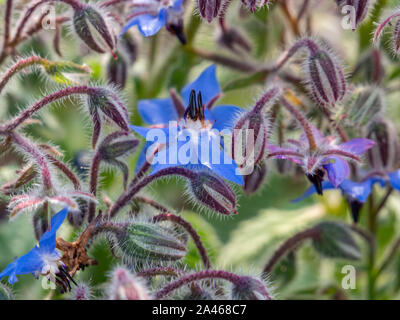Borage Borago officinalis medicinal plant in bloom Stock Photo