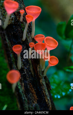 Fungi cup red Mushroom Champagne Cup or Pink burn cup,Tarzetta Rosea ( Rea) Dennis (Pyronemataceae) in forest thailand Stock Photo