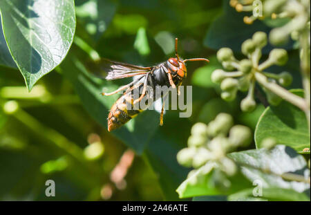 Asian wasp flying among the ivy flowers Stock Photo