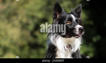 A loving and peaceful border collie puppy relaxes in the grass (tongue out) Stock Photo
