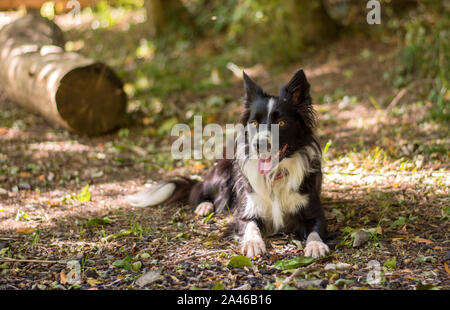 A loving and peaceful border collie puppy relaxes in the grass Stock Photo