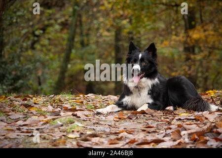 A beautiful border collie puppy relaxes in the woods Stock Photo
