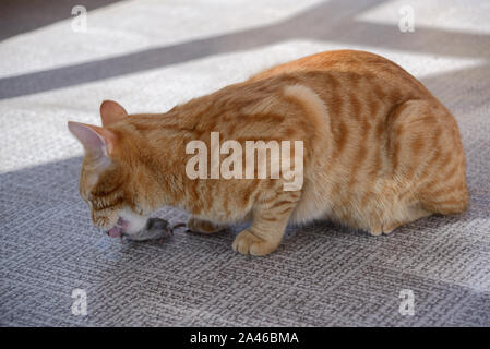 Red Ginger cat is eating  on linoleum Stock Photo