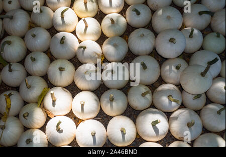 Harvest of white winter pumpkins stored on ground Stock Photo