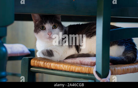 A white cat finds refuge in a chair under the table Stock Photo