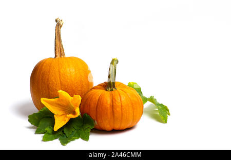 Small pumpkins on white background isolated, Thanksgiving abstract Stock Photo