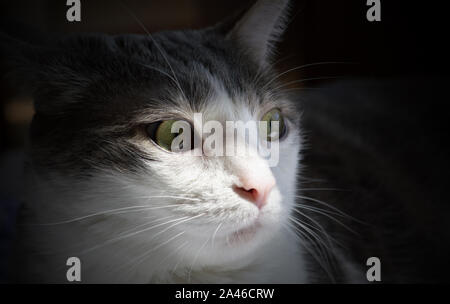 Profile of a cute cat posing in the shadow Stock Photo