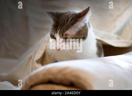Portrait of a funny cat on the sofa with a blanket that envelops Stock Photo