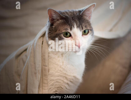 Portrait of a cute cat on the sofa with a blanket that envelops Stock Photo