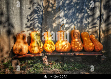 Pumpkins arranged on a shelf against the old wooden barn wall, background Stock Photo