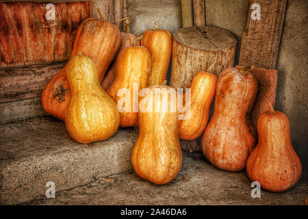 Pumpkins arranged on a shelf against the old wooden barn wall, background Stock Photo