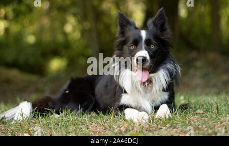 A loving and peaceful border collie puppy relaxes in the grass Stock Photo