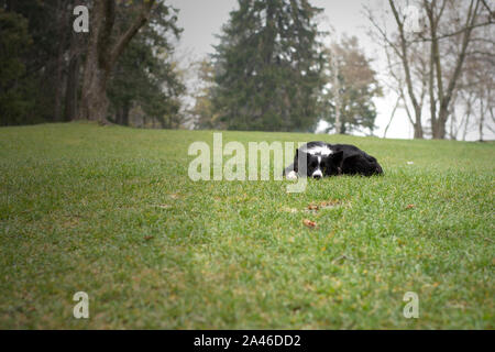 A cute border collie puppy remarries in a meadow Stock Photo