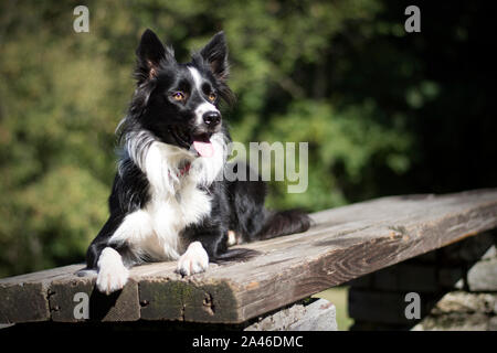Funny border collie puppy lying on a wooden table in the woods Stock Photo