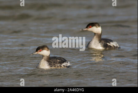 Two Slavonian or Horned Grebes (Podiceps auratus) in winter plumage, in winter sun Great Britain. Stock Photo