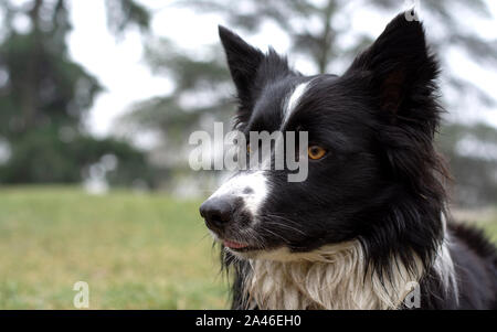 A funny and wet border collie puppy posing happy in the countryside Stock Photo