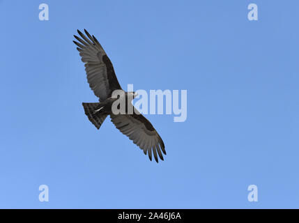 Brown Snake-eagle - Circaetus cinereus Stock Photo