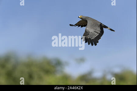 African Harrier-hawk - Polyboroides typus Stock Photo