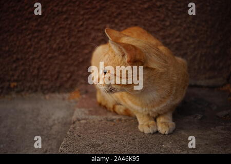 Relaxing ginger cat portrait outdoors. Domestic animals. Stock Photo