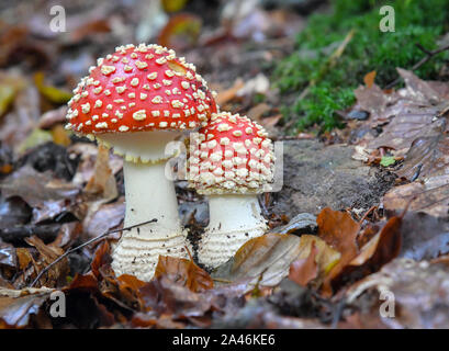 Oybin, Germany. 10th Oct, 2019. Two toadstools (Amanita muscaria) grow in a forest. The poisonous fungus, also known as the red fly agaric, grows in Central Europe from June to the beginning of winter. Credit: Patrick Pleul/dpa-Zentralbild/ZB/dpa/Alamy Live News Stock Photo