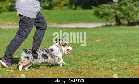 A woman's legs in gray pants can be seen as she runs beside her pet corgi. The dog is mid-bound as it races ahead, its tongue hanging out. Stock Photo