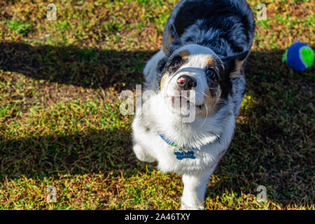A Welsh corgi stands on grass as it looks up at its masters, one of whom's shadow looms over it. The dog stands next to a tennis ball, and is looking Stock Photo