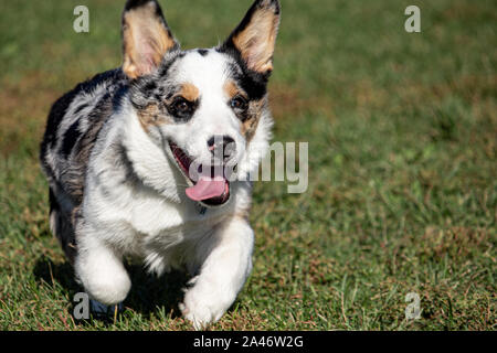 A Welsh corgi trots this way with its tongue hanging out. The dog's brisk pace can be seen by the motion of its legs. Stock Photo