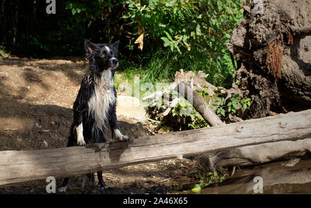 Border collie puppy posing on a fallen branch in the lake Stock Photo