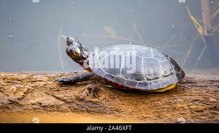 A painted turtle sits on a log in a pond. The reptile has its rear legs and tail retracted within its shell, with only its front claws visible. It als Stock Photo