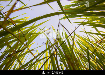 Close up of yellow green rice field. Rice filed at sunset time. Rice filed back ground.  High resolution image gallery. Stock Photo