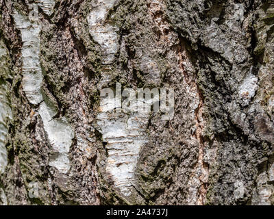 Birch Tree bark texture background Stock Photo