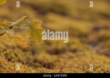 Yellow and greem Oak leaves in autumn in forest, closeup, shallow depth of field. Evening sun lit. Stock Photo