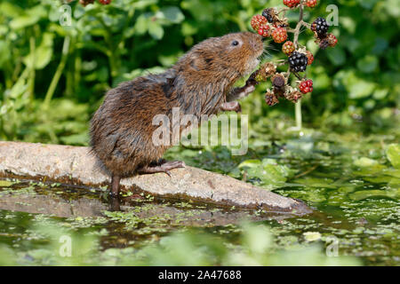 European Water vole or Northern Water vole, Arvicola amphibius Stock Photo