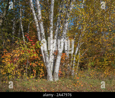 A clump of birch with white bark and yellow birch leaves amid orange and red maple leaves on a sunny autumn day in northern Minnesota in the USA. Stock Photo
