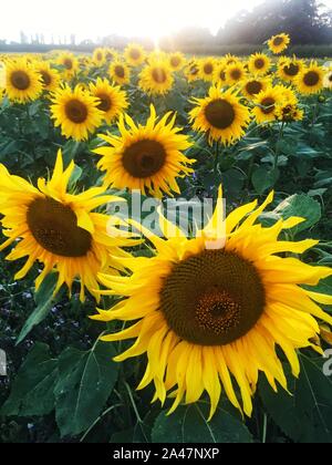 A close up of a field full of yellow sunflowers with large heads at sunset in a beautiful landscape image Stock Photo