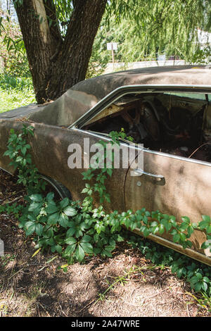 Tree and Ivy growing out of a car Stock Photo - Alamy