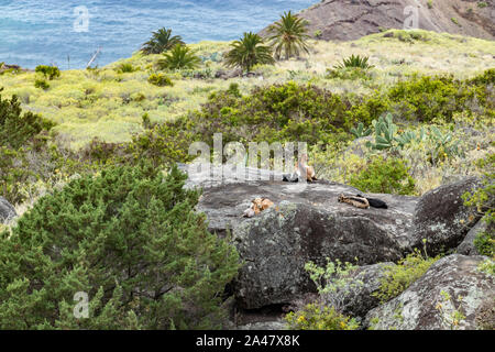 A small herd of goats is located on a steep mountain slope on the huge rock surrounded by green vegetation. Shot with a telephoto lens from a sick dis Stock Photo