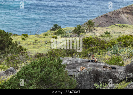 A small herd of goats is located on a steep mountain slope on the huge rock surrounded by green vegetation. Shot with a telephoto lens from a sick dis Stock Photo