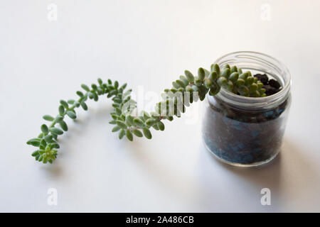 Sedum morganianum or burro's tail succulent plant in glass jar isolated on white background