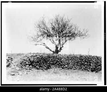 Fig tree after devastation by locusts, Palestine Stock Photo