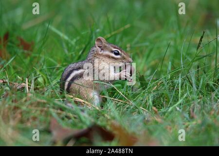 A little eastern chipmunk finds an acorn in Fall Stock Photo