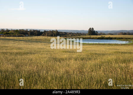 Fallow pasture field in southern Brazil and in the background a small freshwater lake for cattle to drink. Small rural property in southern Brazil whe Stock Photo