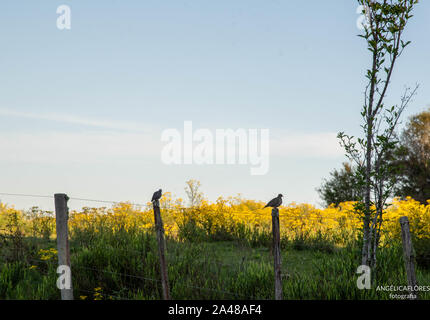 A couple of birds of the dove family sleeping on the wire deer and in the background the flowering of yellow flowers known as daisies. Rural landscape Stock Photo