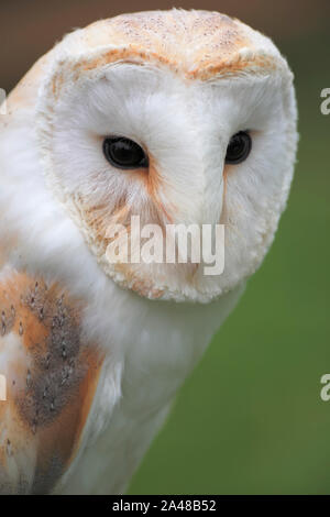 barn owl (Latin: Tyto alba) Stock Photo