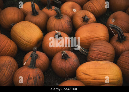 Several large orange pumpkins in the grass on a farm for sale. Stock Photo