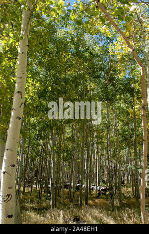 Aspen trees in the early fall Stock Photo
